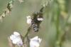 Exoristinae inconnu